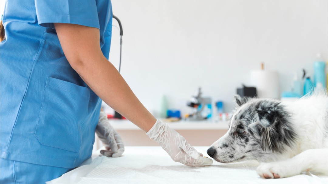 Neurologia Veterinária