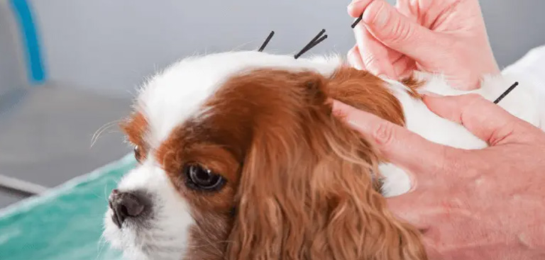 Acupuntura Veterinária