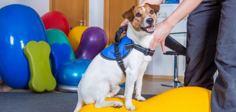 Fisioterapia Veterinária