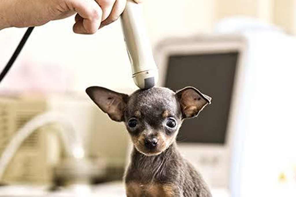 Ultrassom Transcraniano